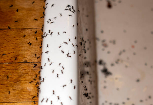 Pest Prevention Services in Stryker, OH