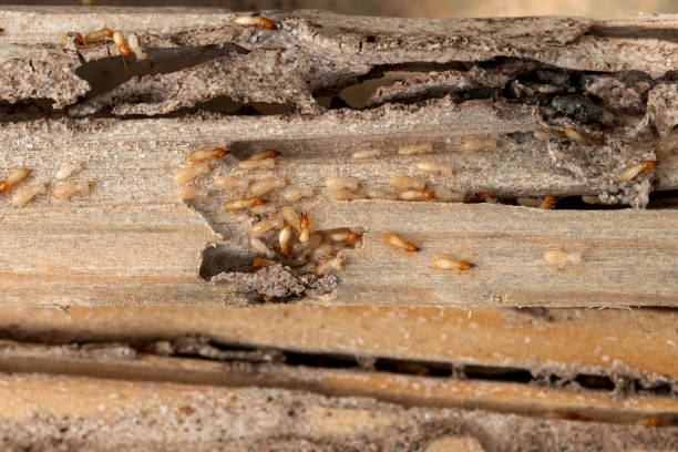Best Wildlife Control Services  in Stryker, OH