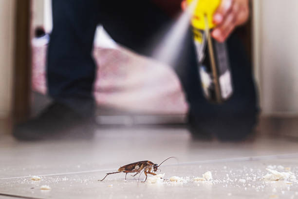 Best Exterminator Services  in Stryker, OH